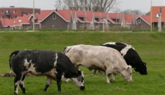 Koeien aan de stadsrand