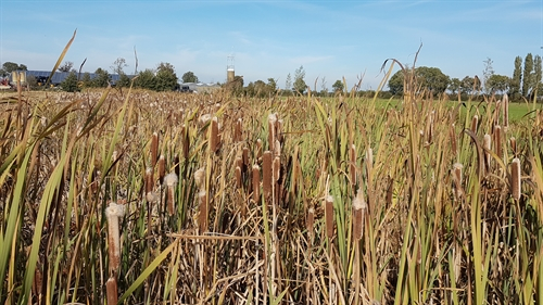 Lisdoddenveld en zonnepanelen op de achtergrond